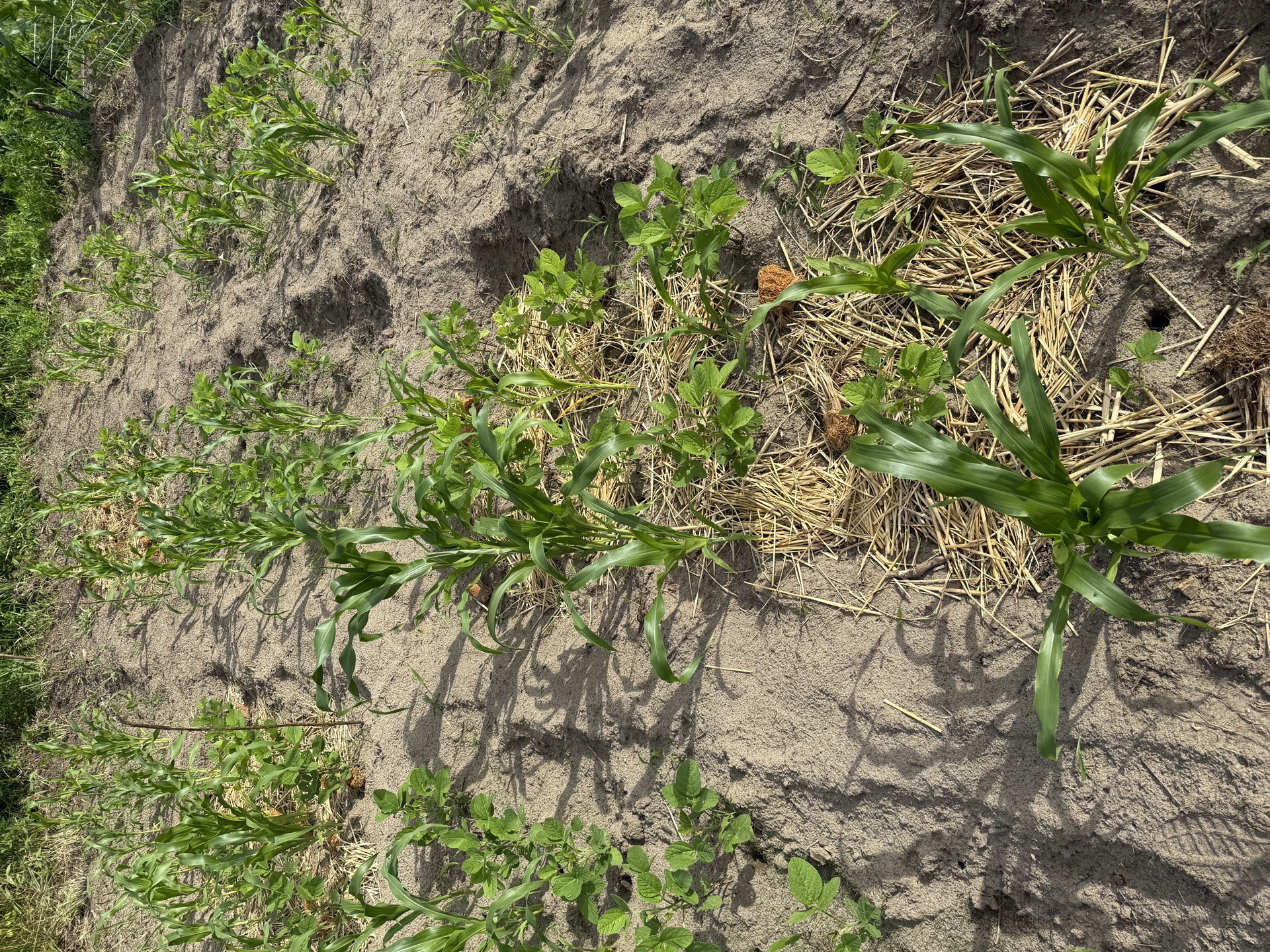 Field research photo 19